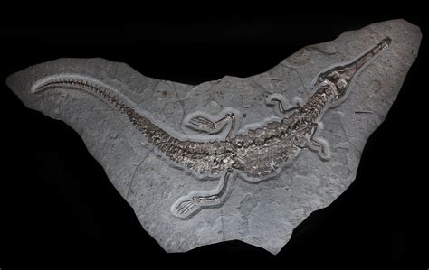 Fossilised Holzmaden Crocodile .